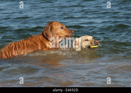 dogs playing in water Stock Photo