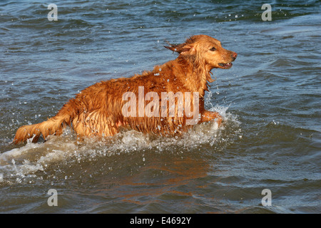 Golden Retriever in the water Stock Photo