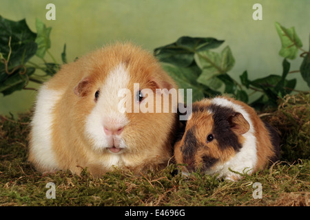 mother with young guinea pig Stock Photo