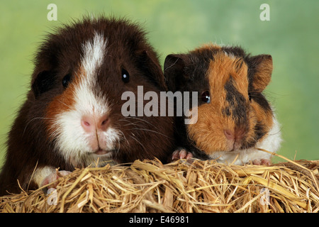 US Teddy guinea pig Stock Photo