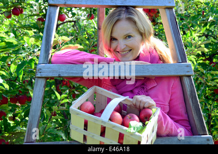Woman picking Apples on a ladder Germany Brandenburg Werder/Havel Stock Photo