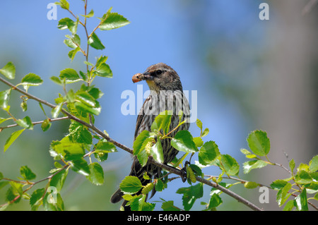 Red-winged blackbird (Agelaius phoeniceus) Stock Photo