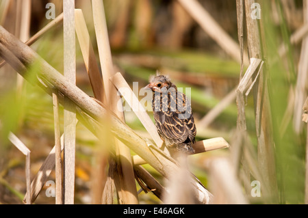 Baby Red-winged blackbird (Agelaius phoeniceus) Stock Photo