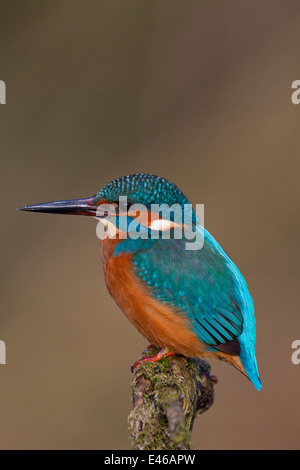 Common kingfisher / Eurasian kingfisher (Alcedo atthis) perched on branch and on the lookout for fish in river Stock Photo