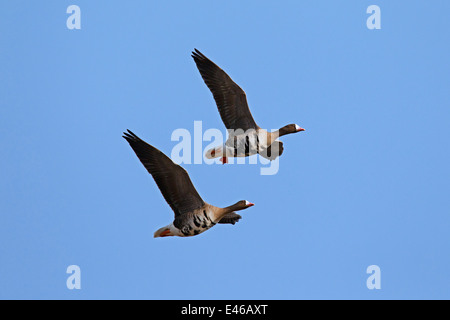 Two Greater white-fronted geese (Anser albifrons) in flight Stock Photo