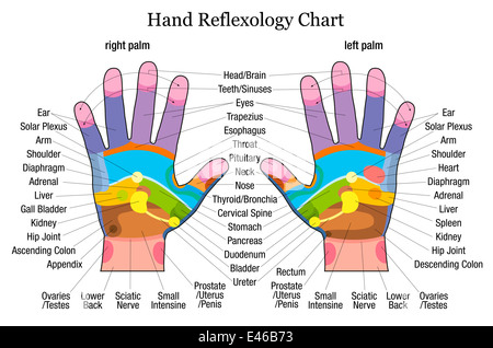 Hand reflexology chart with accurate description of the corresponding internal organs and body parts. Stock Photo