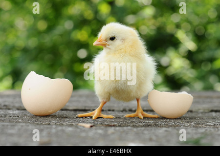 chicken newborn fluffy hatched shells egg empty summer nature birds animals day poultry eggs chicken funny group company flowers Stock Photo