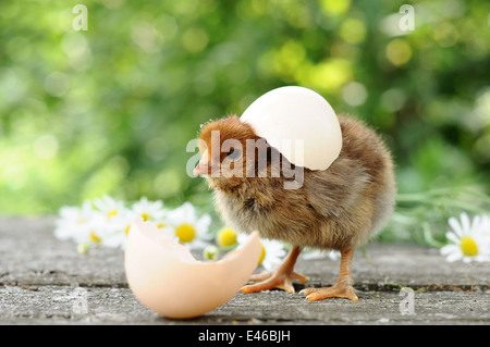 chicken newborn fluffy hatched shells egg empty summer nature birds animals day poultry eggs chicken funny group company flowers Stock Photo