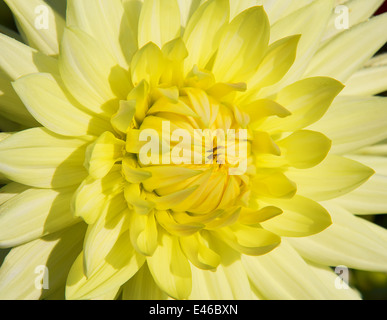 Colorful dahlia flower with morning dew drops Stock Photo