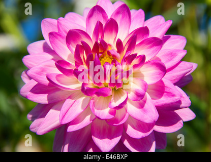 Colorful dahlia flower with morning dew drops Stock Photo