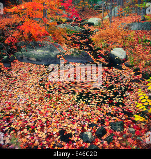 Fall stream near New London, New Hampshire USA Stock Photo
