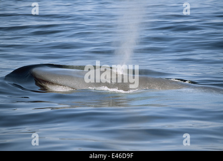Pygmy Blue Whale (Balaenoptera musculus brevicauda) blowing at the surface. Australia Portland Stock Photo