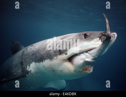 Great White Shark (Carcharodon carcharias) feeding on Southern Bluefin Tuna (Thunnus maccoyii) Australia Neptune Islands Stock Photo