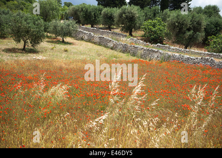 Poppies and dry stone walls among the olive groves, between Alberobello and Locorotondo, Puglia, Italy. Stock Photo