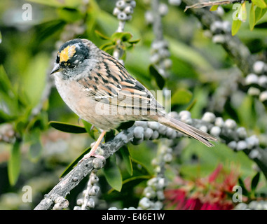 A Golden crowned Sparrow bird -Zonotrichia atricapilla, perched on a branch, pictured against a blurred background. Stock Photo