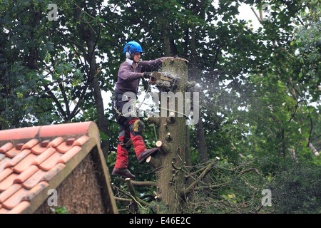 Cutting down large garden tree. Stock Photo