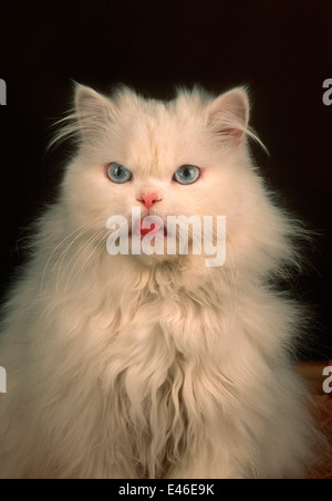 White cat with its tongue stuck out Stock Photo
