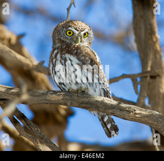 A Pearl spotted owlet sitting in a tree during the day. Big yellow eyes with black pupils. Stock Photo