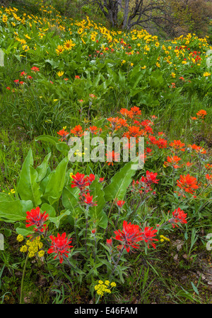 Columbia Gorge National Scenic Area, OR: Paintbrush, balsamroot, and arrow-leaf groundsel blooming above the Columbia River Stock Photo