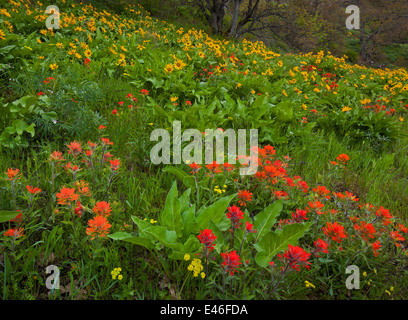 Columbia Gorge National Scenic Area, OR: Paintbrush, balsamroot, and arrow-leaf groundsel blooming above the Columbia River Stock Photo