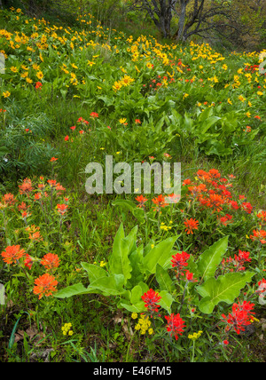 Columbia Gorge National Scenic Area, OR: Paintbrush, balsamroot, and arrow-leaf groundsel blooming above the Columbia River Stock Photo