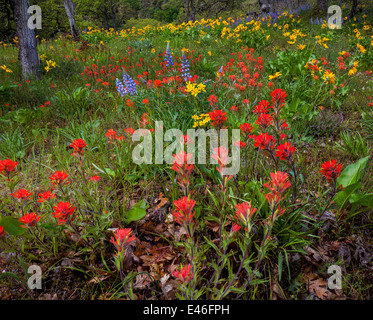 Columbia Gorge National Scenic Area, OR: Paintbrush, lupine, and arrow-leaf groundsel blooming above the Columbia River Stock Photo