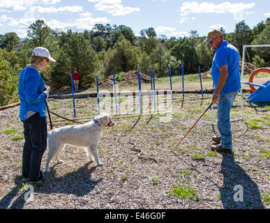 Male trainer and female owner with platinum colored Golden Retriever dog in rattlesnake avoidance workshop. Stock Photo