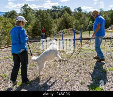 Male trainer and female owner with platinum colored Golden Retriever dog in rattlesnake avoidance workshop. Stock Photo