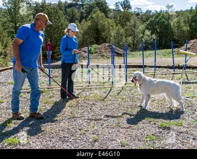 Male trainer and female owner with platinum colored Golden Retriever dog in rattlesnake avoidance workshop. Stock Photo