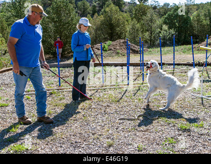 Male trainer and female owner with platinum colored Golden Retriever dog in rattlesnake avoidance workshop. Stock Photo