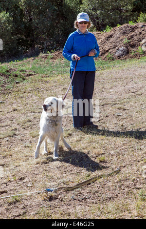 Female owner with platinum colored Golden Retriever dog in snake avoidance workshop. Stock Photo