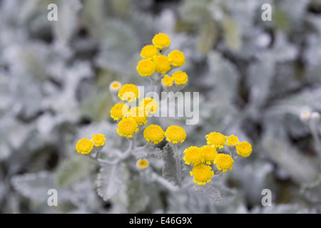 Tanacetum densum ssp. amani growing on a rockery. Stock Photo