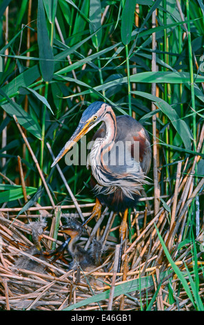 Purple heron (Ardea purpurea) on the nest among the reeds in a reed bed of the Po River Delta Park, Italy Stock Photo