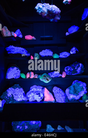 flourescent minerals glowing in ultra violet light at the Threlkeld mining museum, Lake District, UK. Stock Photo