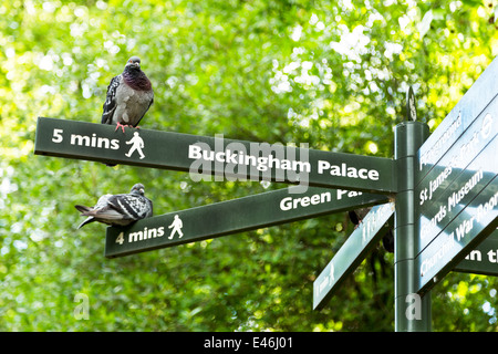 Pigeons perched on signpost to Buckingham Palace, London, England Stock Photo