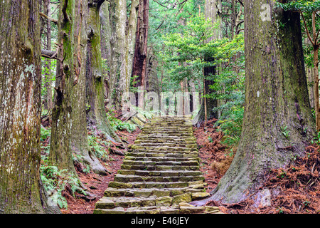 Hiking path with stairs in Japanese forest. Nature adventure