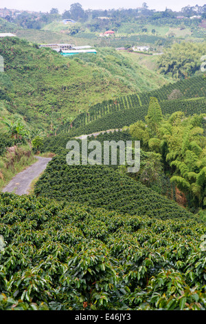 Coffee plantation near Pereira in Colombia's Coffee Triangle Stock Photo