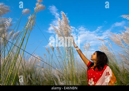 Dhaka,Banglades; Catkins locally known as kash flower.Catkins or Kashful are usually seen along the river banks during Autumn Bangladesh September Stock Photo