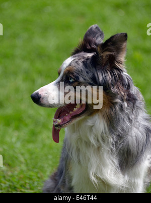 Tricoloured Blue Merle Border Collie dog. Stock Photo