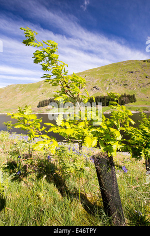 Tree planting at Haweswater, Lake District, UK, Oak trees planted as part of a habitat restoration project. Stock Photo