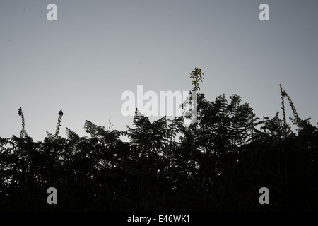 Cornwall. Roseland Peninsular. St Mawes . Hedgerow at sunset. Stock Photo