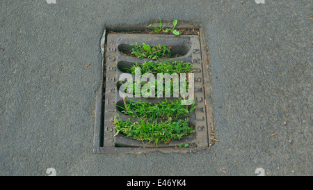 Blocked drain in rural road, Cumbria, UK Stock Photo