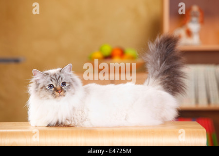 Sacred Cat of Birma, seal-tabby-point, 2 years |Birmakatze, seal-tabby-point, 2 Jahre Stock Photo