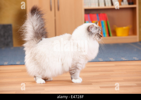 Sacred Cat of Birma, seal-tabby-point, 2 years |Birmakatze, seal-tabby-point, 2 Jahre Stock Photo