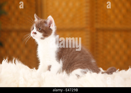 British Shorthair Cat, kitten, 12 weeks, chocolate-white |Britische Kurzhaarkatze, Kaetzchen, 12 Wochen, chocolate-white
