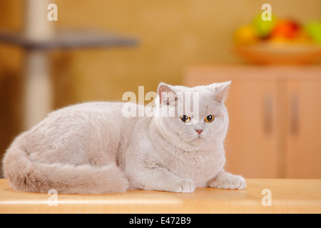 British Shorthair Cat, fawn |Britische Kurzhaarkatze, fawn Stock Photo