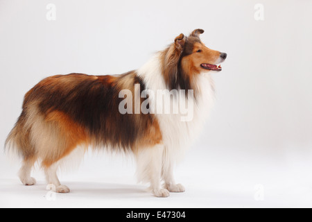 Rough Collie, male |Collie, Ruede Stock Photo