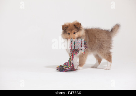 Sheltie, puppy, 10 weeks |Sheltie, Welpe, 10 Wochen Stock Photo