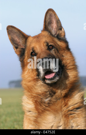German Shepherd Portrait Stock Photo