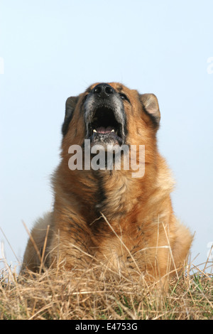 barking dog Stock Photo